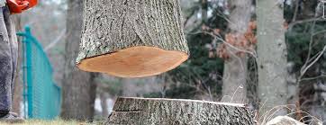 Trusted Cottage Grove, WI Tree Removal Experts