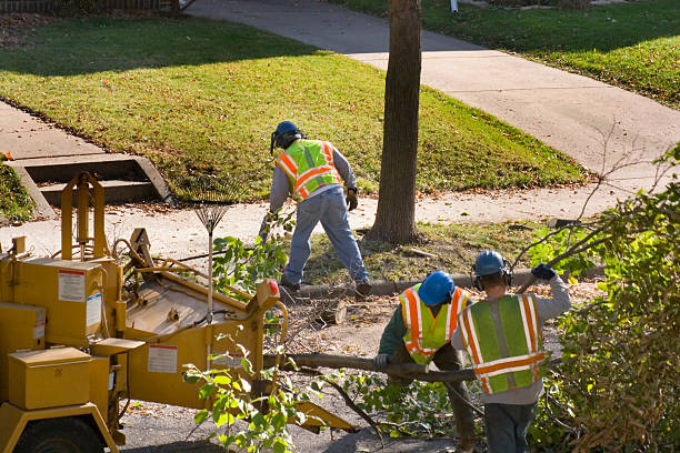 How Our Tree Care Process Works  in  Cottage Grove, WI